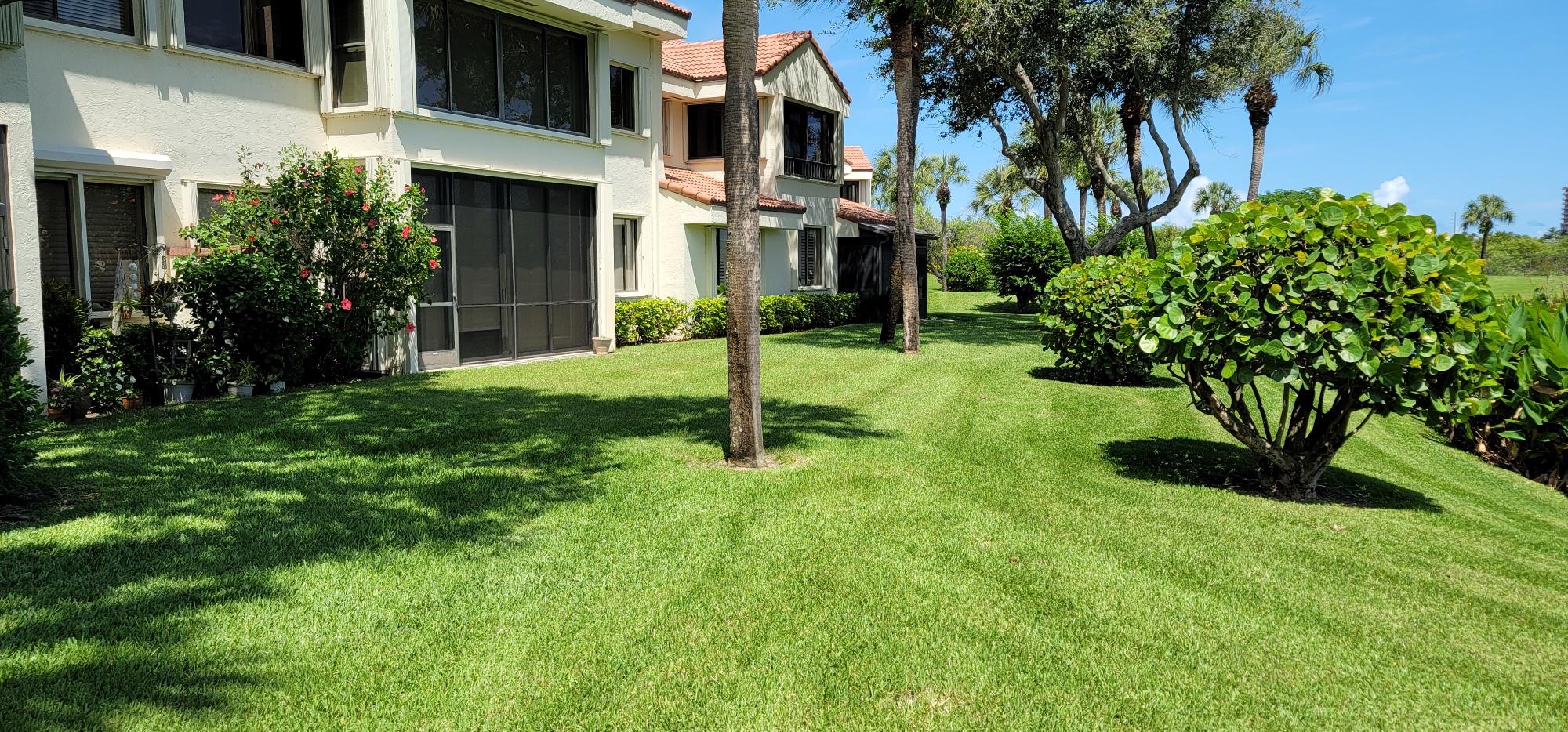 tree that has been trimmed in west palm beach