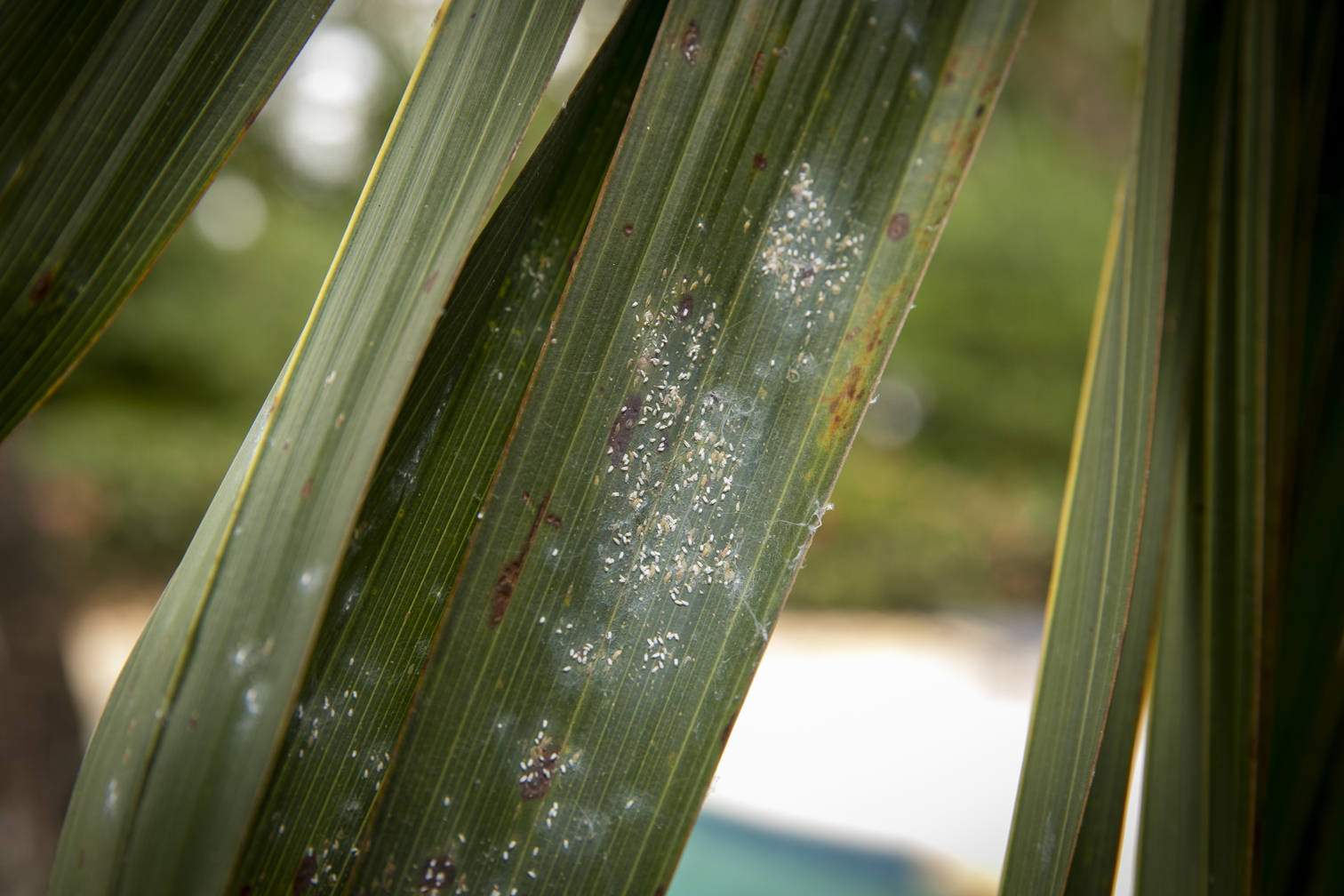 West Palm Beach Landscaping