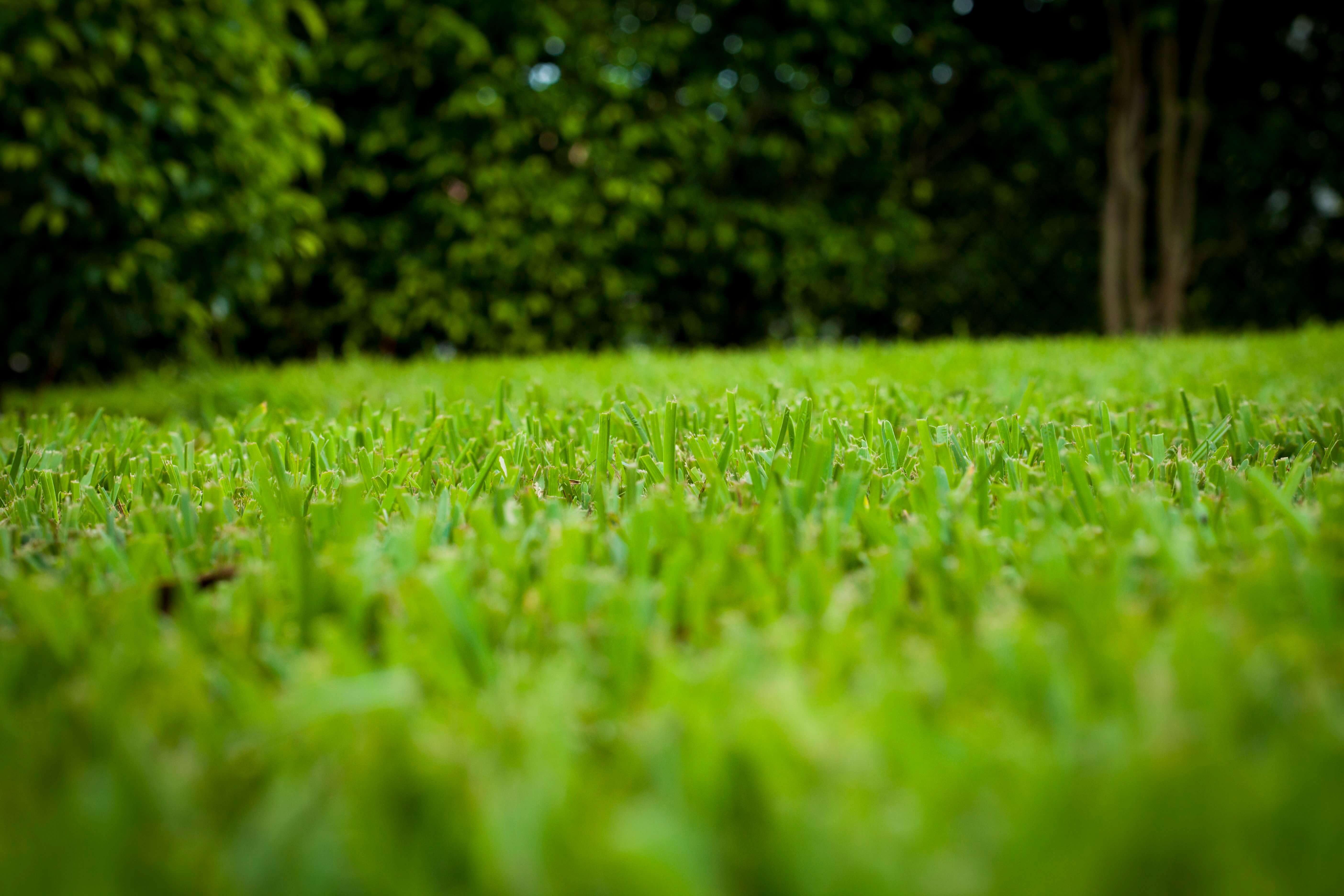 after effective Lawn Aeration in West Palm Beach