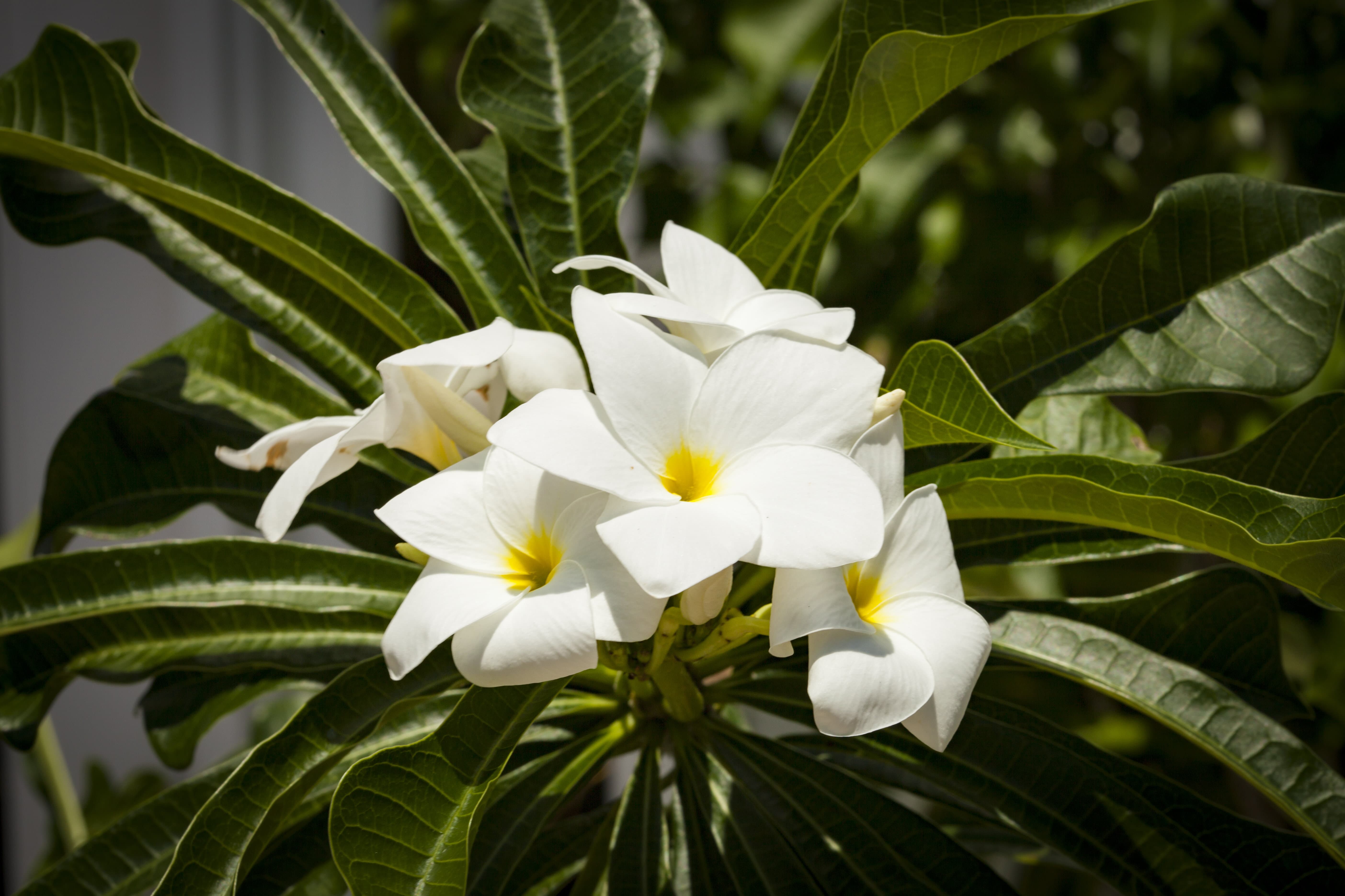 white flowers blooming after lawn maintenance west palm beach     