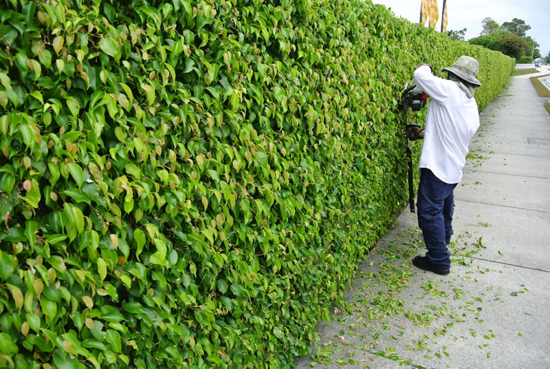 Landscape Maintenance Boynton Beach Tree Trimming