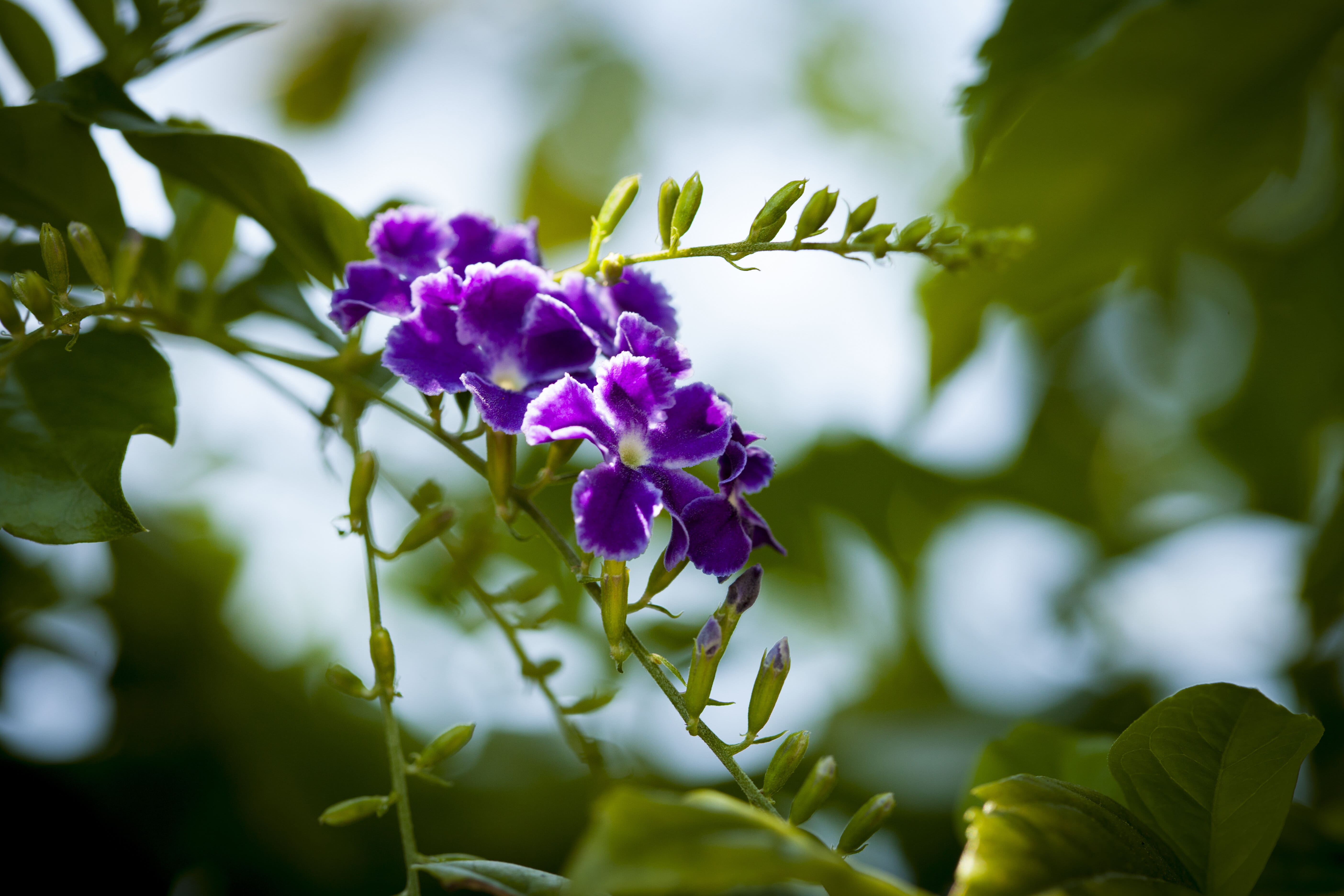 Beautiful flowers require lawn maintenance in West Palm Beach