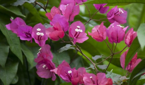 bougainvillea bush 500x292