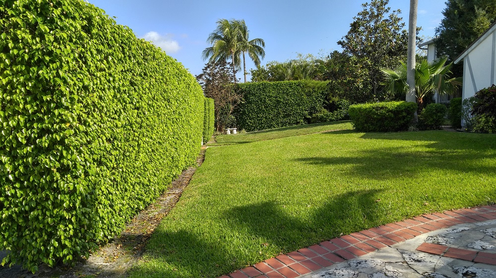 Lawn Care Lawn Maintenance Tequesta