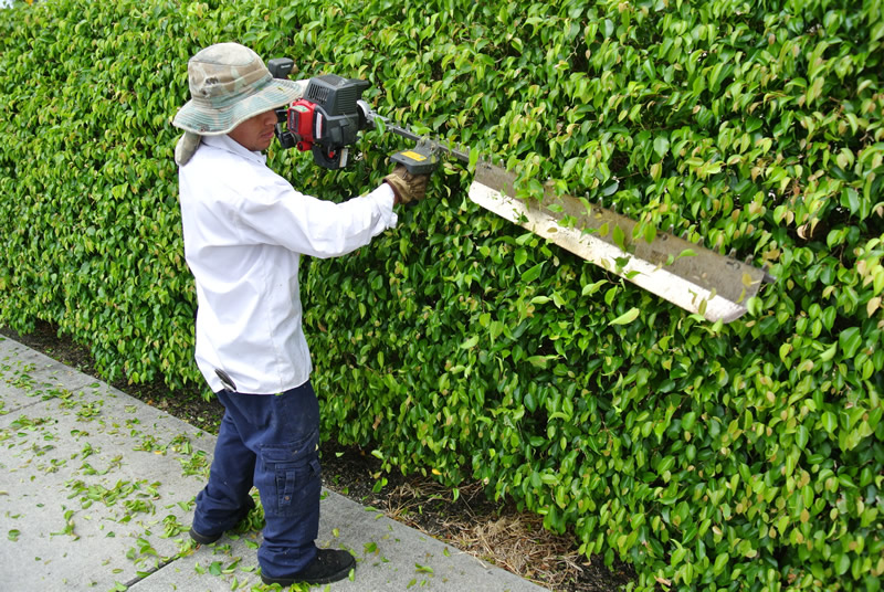 tree-trimming